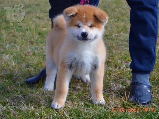 Akita Inu κουτάβια